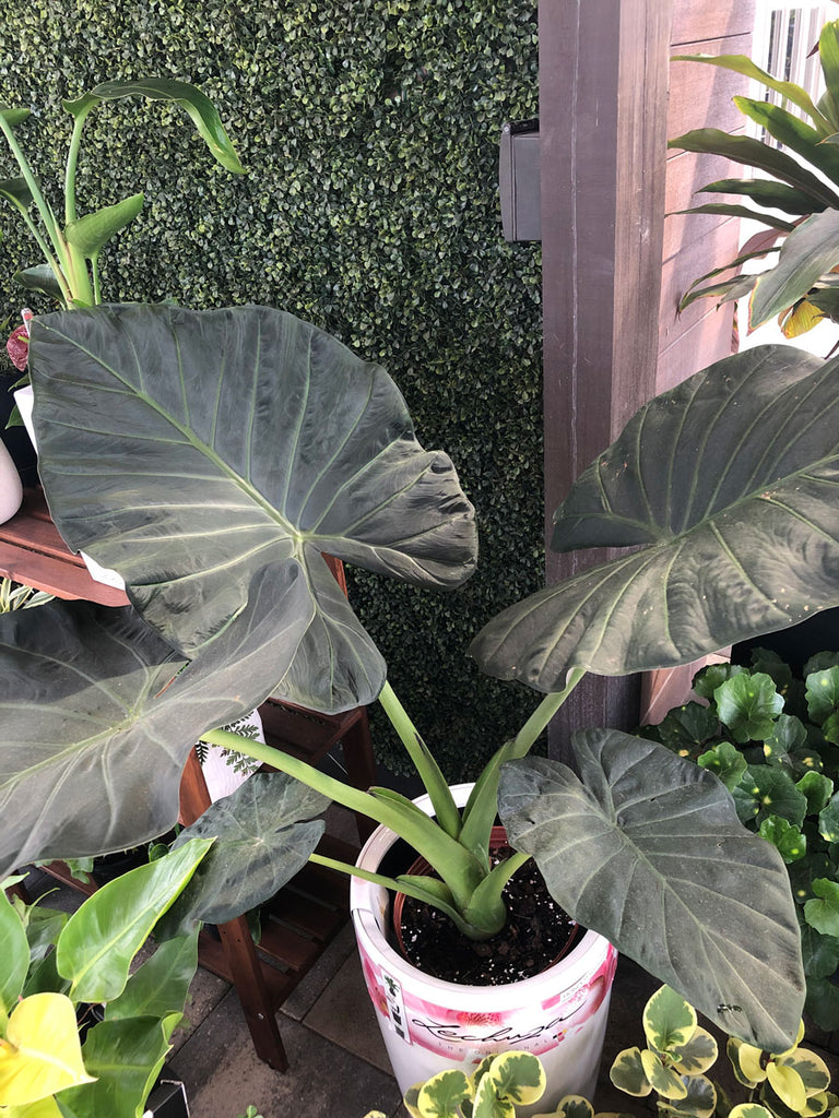 【最終価格】TC株Alocasia Regal ShielcVariegated MonsteraX Marketplace | Alocasia Variegated Alocasia Regal