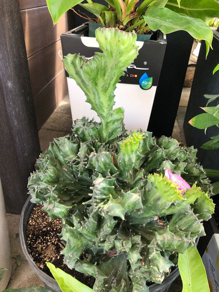succulents brain cactus Brain Cactus – Yardepot