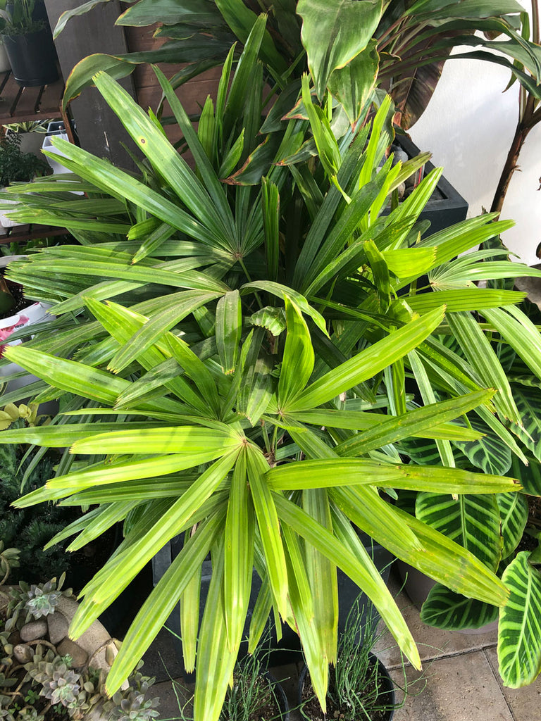Lady Palm  Yardepot