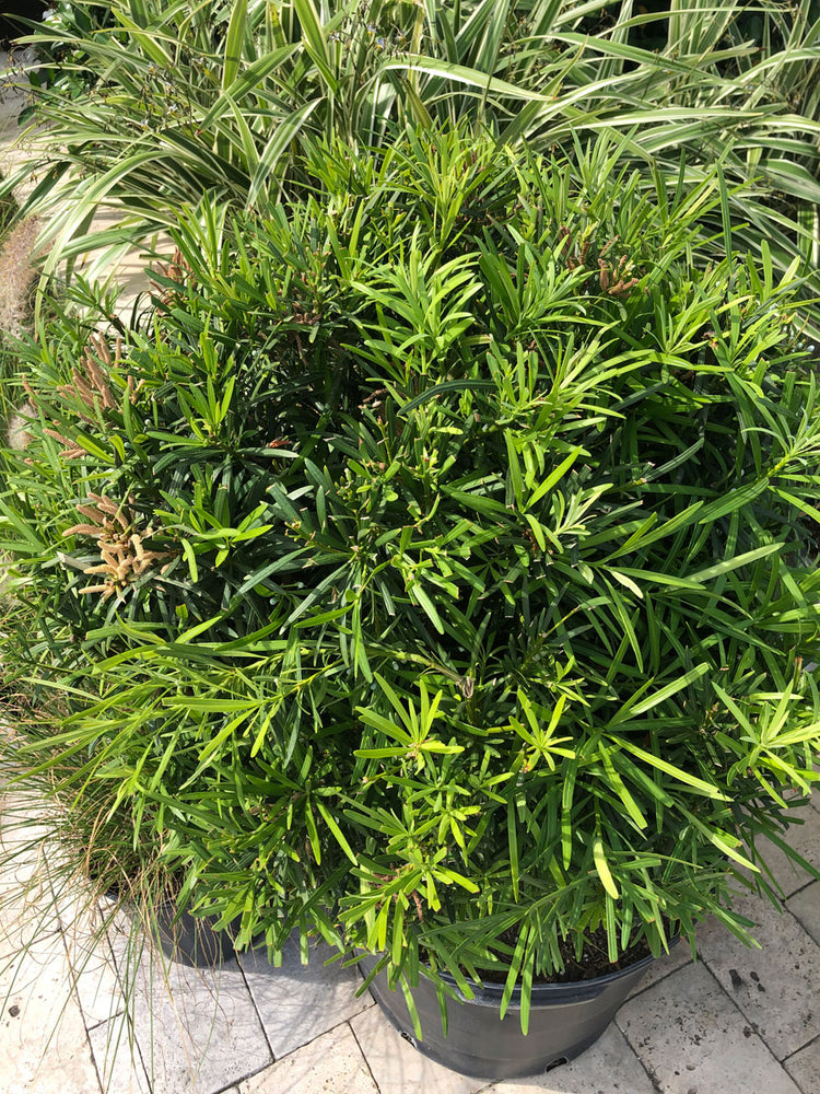Podocarpus (Cone)