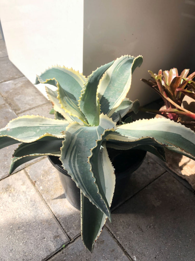 Agave Ivory Curls