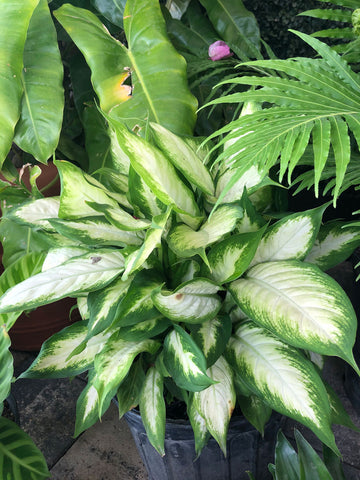 aglaonema mondo bay Aglaonema Silver Bay – Yardepot