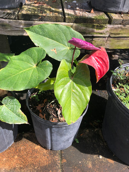 anthurium red sensation Red Sensation – Yardepot