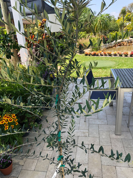 Arbiquinia Olive Tree