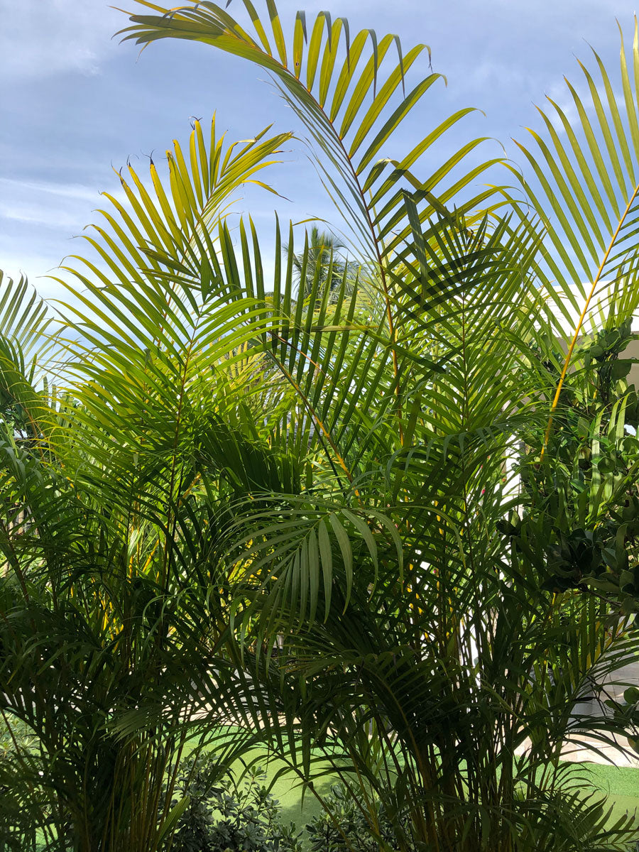 areca palm outside Areca Palm – Yardepot