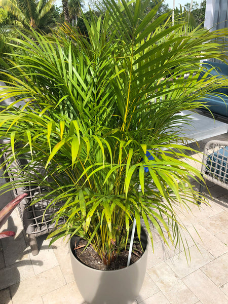 Areca Palm – Yardepot