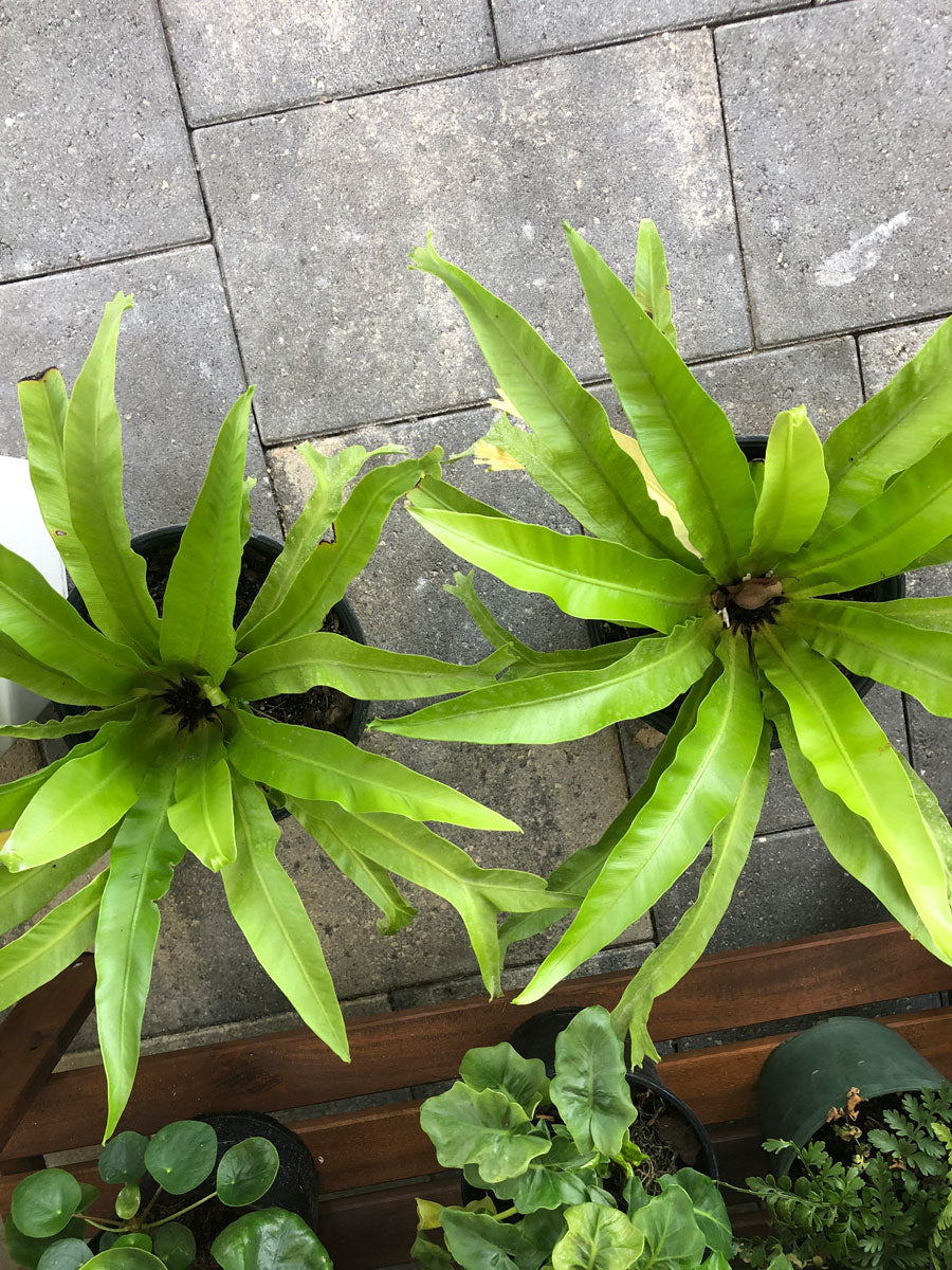 birds nest crissie fern Crissie Bird’s Nest Fern