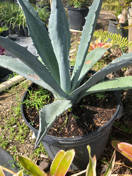 aglaonema silver blue Aglaonema Silver Bay – Yardepot