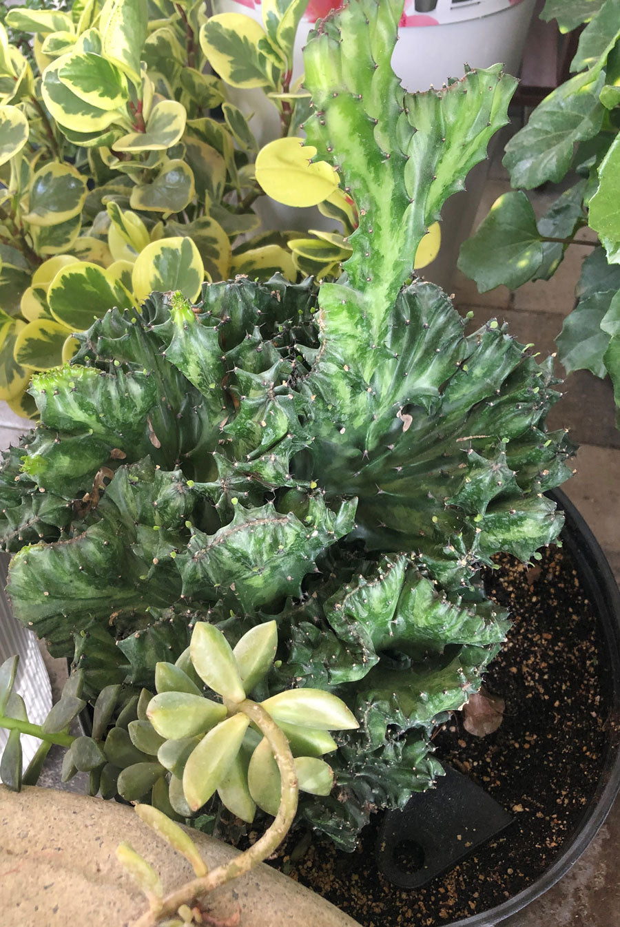 types of brain cactus Brain Cactus – Yardepot