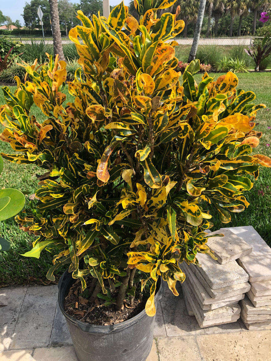 croton mammy yellow Croto mamey – Yardepot