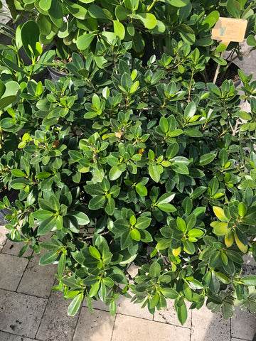 Green Island Ficus – Yardepot