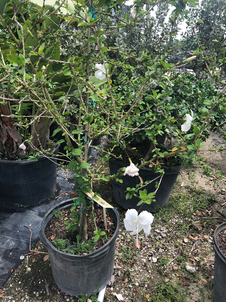 Hibiscus Tree – Yardepot