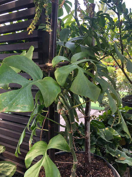 Monstera Deliciosa (special)  Yardepot